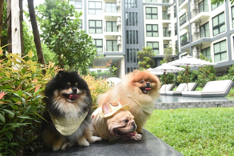 pet friendly condo ARLO Lasalle pet friendly condo ARLO Lasalle