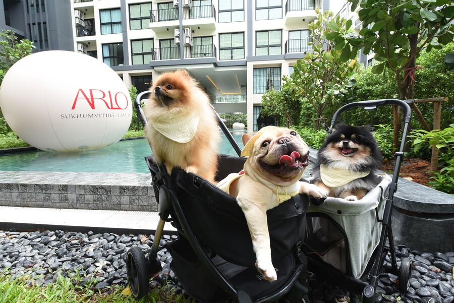 pet friendly condo ARLO Sukhumvit 105 pet friendly condo ARLO Sukhumvit 105